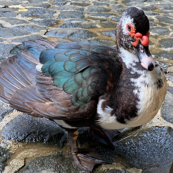 Meet your Posher - Picture 1 of 1